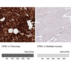 Carboxypeptidase B1/CPB1 Antibody, Novus Biologicals 0.1mL; Unlabeled:Antibodies,